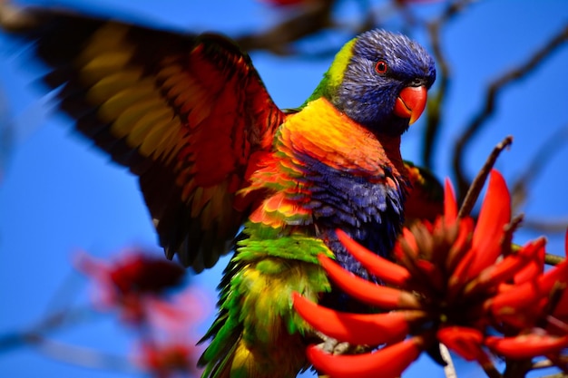 Primer plano del lorikeet arco iris
