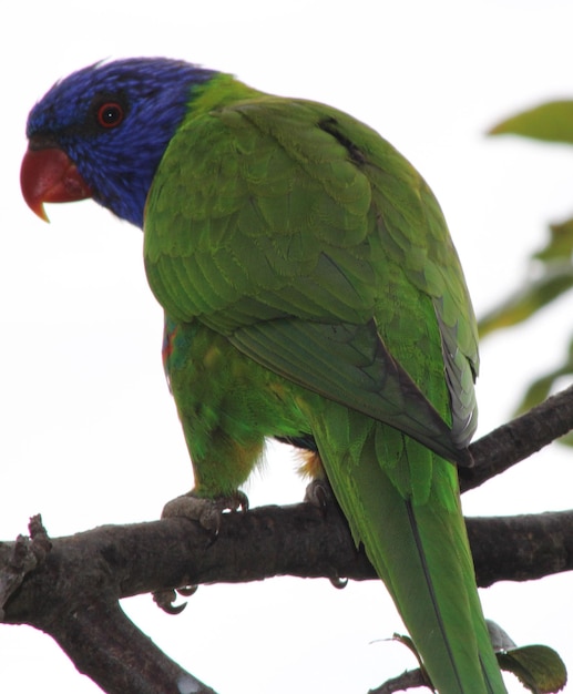 Primer plano de un lorikeet posado en un árbol contra el cielo