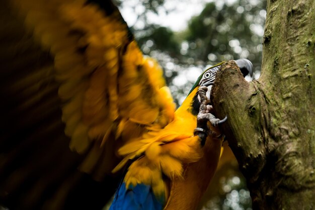 Foto primer plano del loro amarillo