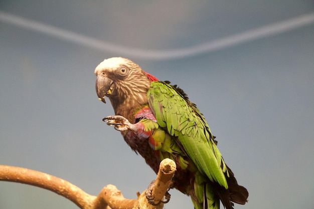 Primer plano de un loro en un árbol contra el cielo