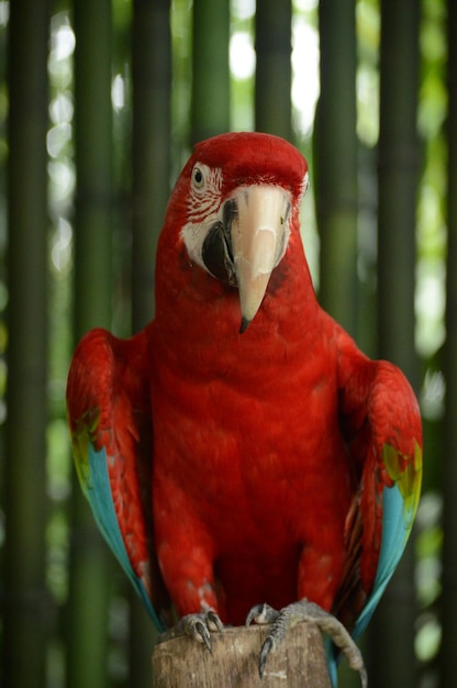 Foto primer plano de un loro en un árbol