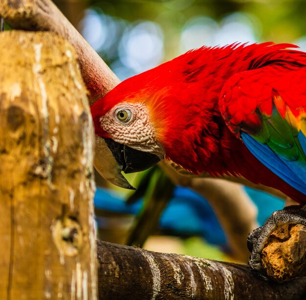 Foto primer plano de un loro en un árbol