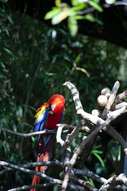 Foto primer plano de un loro en un árbol