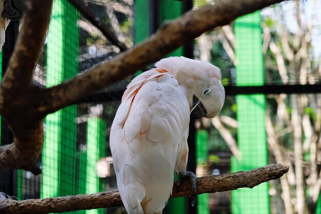 Foto primer plano de un loro en un árbol