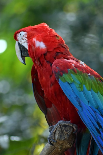 Foto primer plano de un loro en un árbol