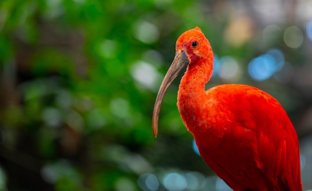 Primer plano de un loro en un árbol