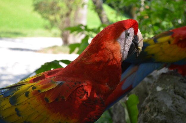 Primer plano de un loro en un árbol