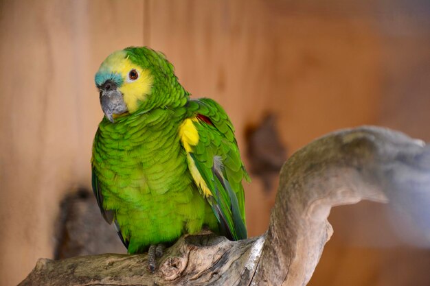 Primer plano de un loro en un árbol