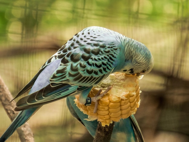 Primer plano de un loro azul comiendo maíz