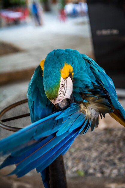 Primer plano de un loro azul en su percha