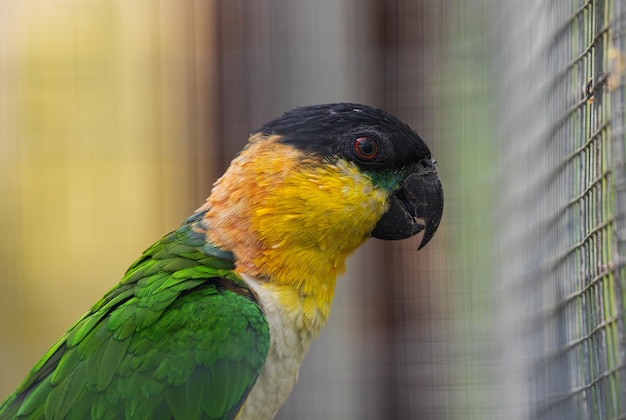 Un primer plano de loro caique en el zoológico aislado