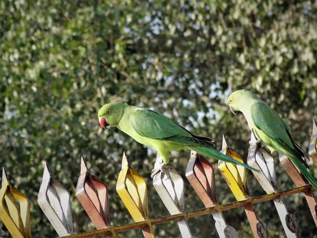 Foto primer plano de un loro comiendo en un árbol