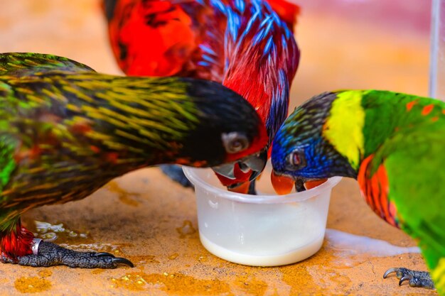 Foto primer plano de un loro comiendo comida