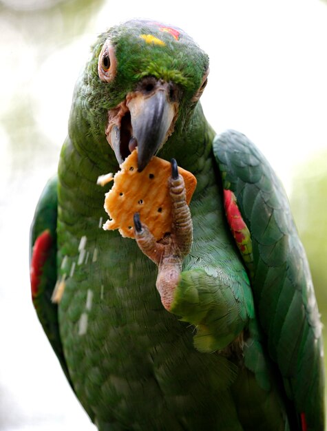 Foto primer plano de un loro comiendo una galleta