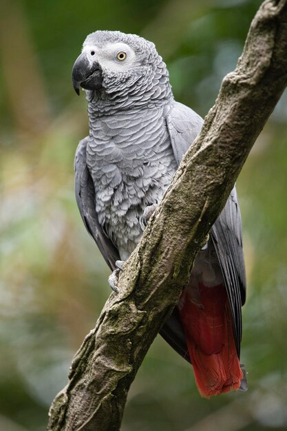 Foto primer plano de un loro gris