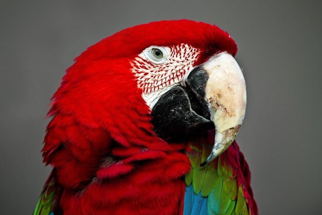 Foto un primer plano de un loro guacamayo