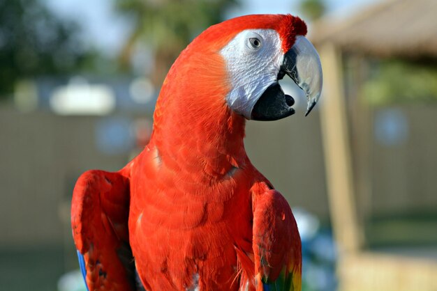 Foto primer plano del loro guacamayo