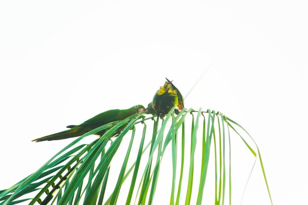 Foto primer plano de un loro en una hoja