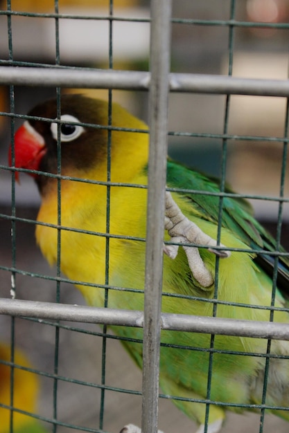 Foto primer plano de un loro en jaula