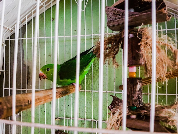 Foto primer plano de un loro en jaula