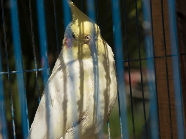 Foto primer plano de un loro en jaula