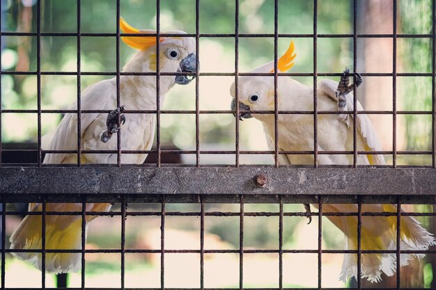 Foto primer plano de un loro en jaula