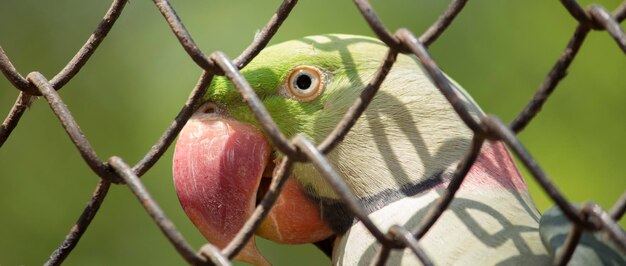 Foto primer plano de un loro en jaula