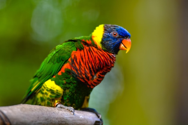 Foto primer plano de un loro en la percha