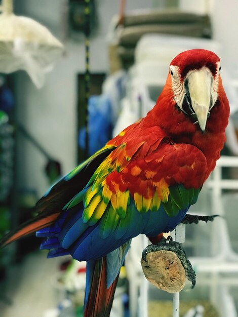 Foto primer plano de un loro posado en una hoja