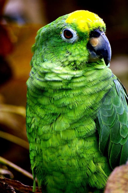 Foto primer plano de un loro posado en una hoja