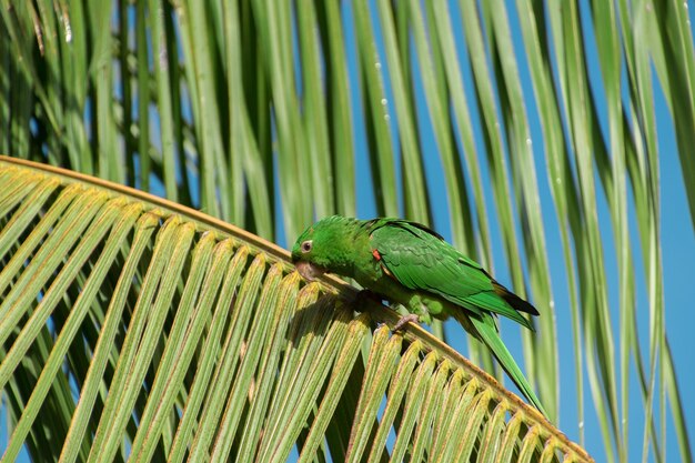 Foto primer plano de un loro posado en hojas verdes