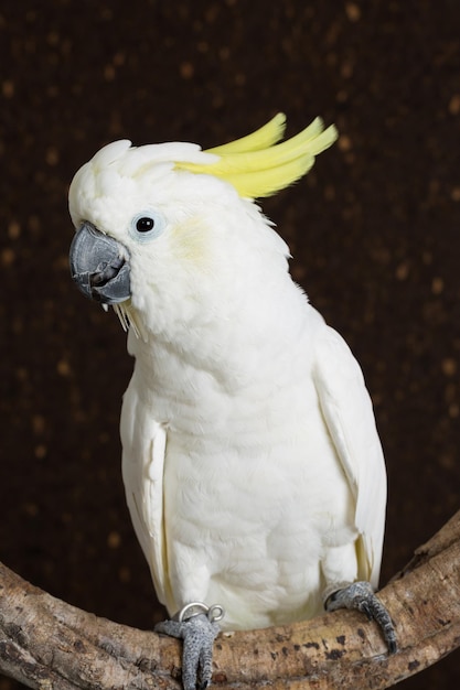 Foto primer plano de un loro posado en la madera