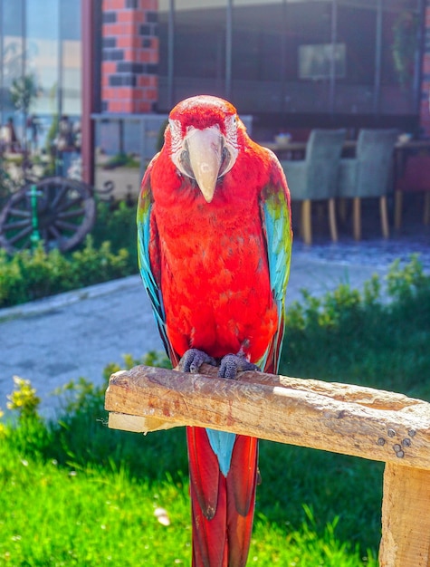 Foto primer plano de un loro posado en la madera