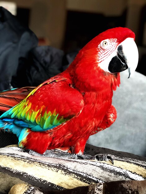 Foto primer plano de un loro posado en la madera