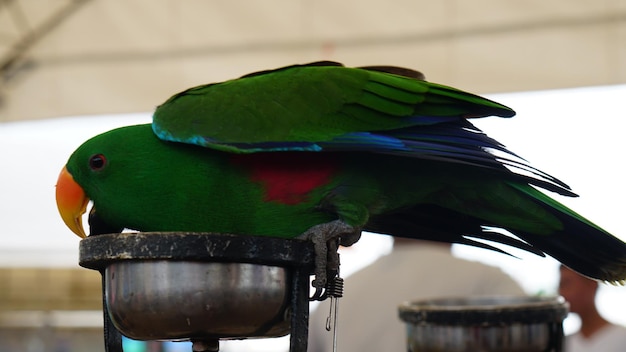 Foto primer plano de un loro posado en el metal