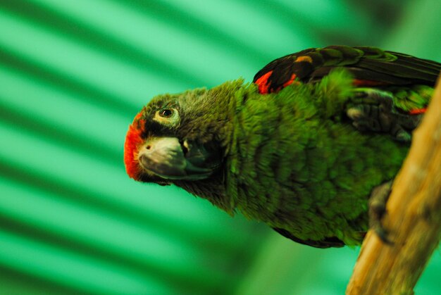 Foto primer plano de un loro posado en una rama