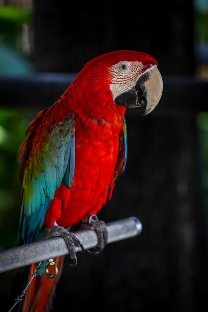 Primer plano de un loro posado en una rama