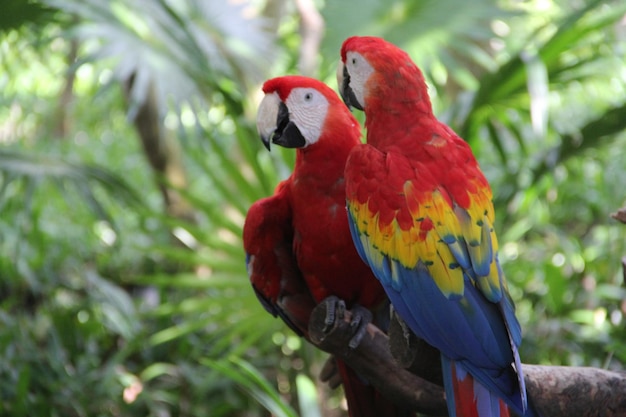 Primer plano de un loro posado en una rama