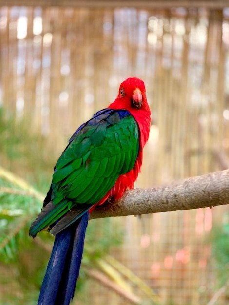 Foto primer plano de un loro posado en una rama