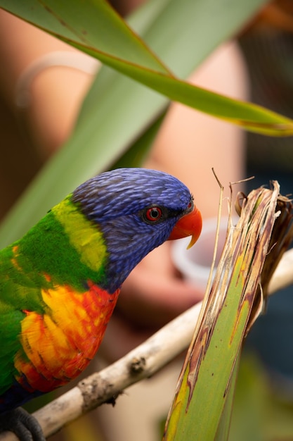 Foto primer plano de un loro posado en una rama