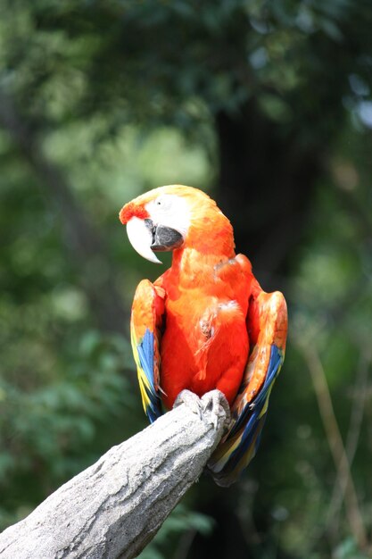 Foto primer plano de un loro posado en una rama