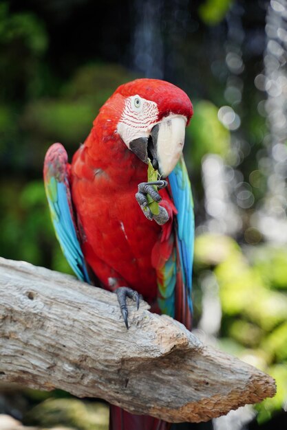 Foto primer plano de un loro posado en una rama