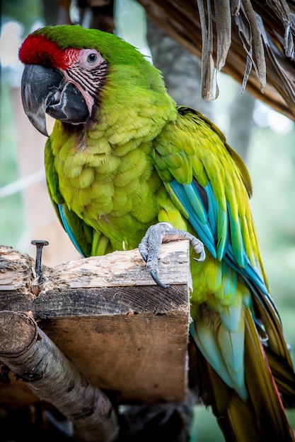 Foto primer plano de un loro posado en una rama