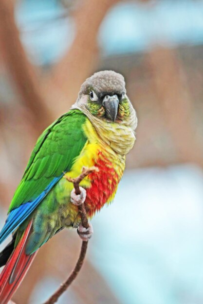 Foto primer plano de un loro posado en una rama