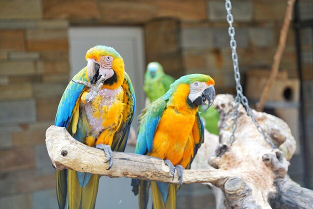 Foto primer plano de un loro posado en una rama