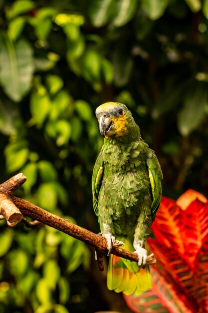 Foto primer plano de un loro posado en una rama