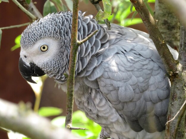 Foto primer plano de un loro posado en una rama