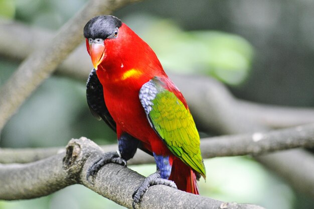 Foto primer plano de un loro posado en una rama