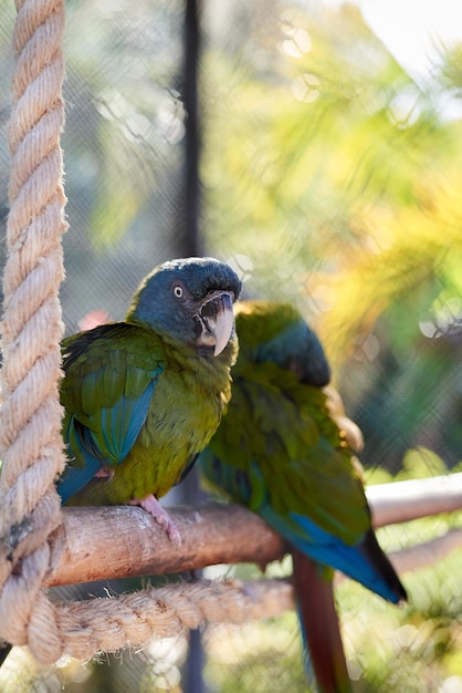 Primer plano de un loro posado en una rama