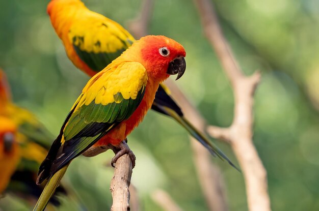 Primer plano de un loro posado en una rama